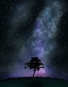 星空と木