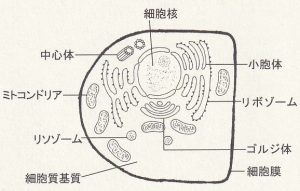 図2-1 動物細胞の模式図