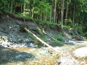 川岸の倒木（2006 犬上川北流）